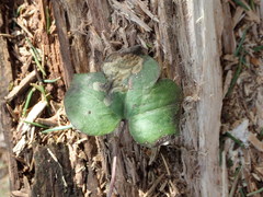 Pseudodineura mentiens