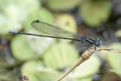 Argia pulla