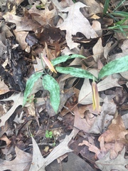 Erythronium rostratum