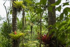Guzmania berteroniana