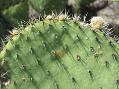 Opuntia joconostle