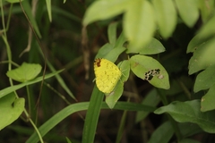 Eurema blanda