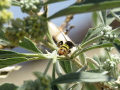 Xanthocampsomeris completa