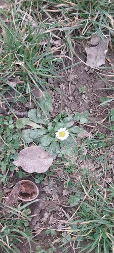 Lawn daisy