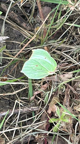 Common Brimstone