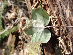 Pseudodineura mentiens