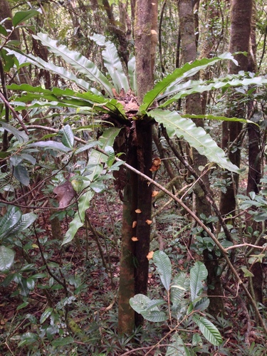 Asplenium mauritianum