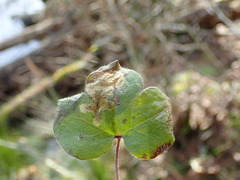 Pseudodineura mentiens