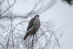 Accipiter gentilis