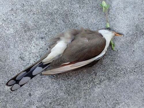 Yellow-billed Cuckoo observed by spirula