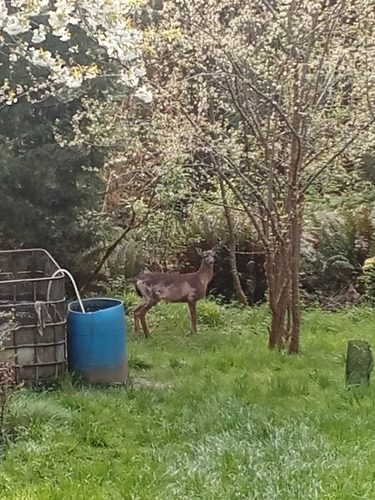 Mule Deer observed by salmo39