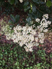 Pyracantha koidzumii