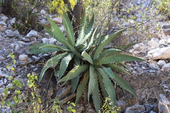 Agave xylonacantha