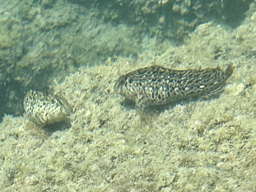 Parablennius sanguinolentus