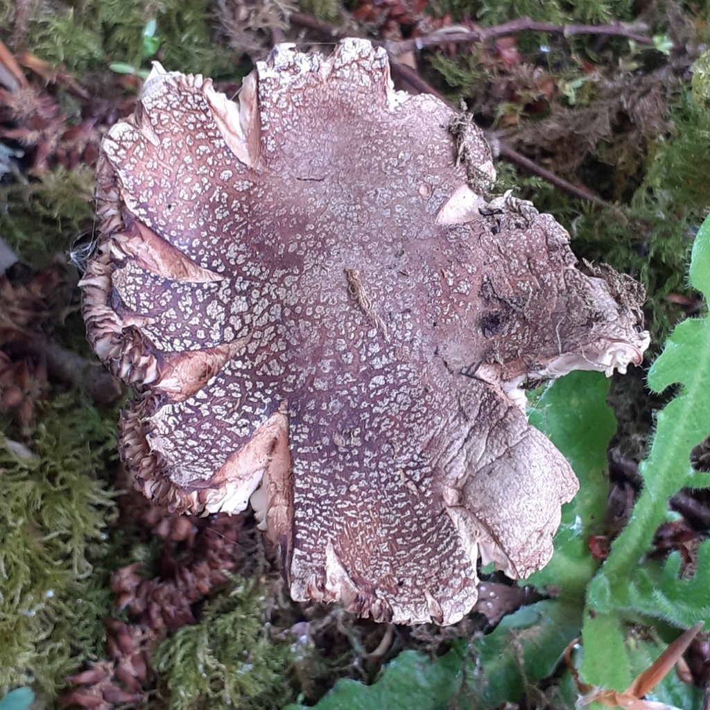 Amanita rubescens · April 2026 · photo: © bogsuckers (iNaturalist, cc-by)