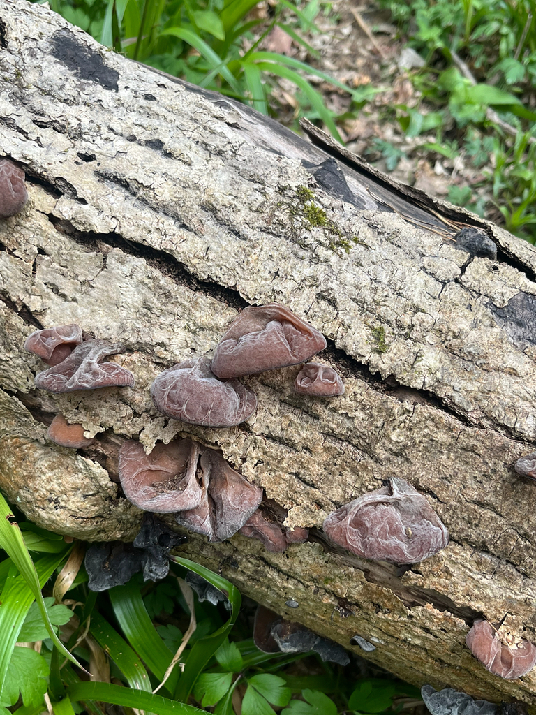 Auricularia auricula-judae · April 2026 · photo: © scottvance (iNaturalist, cc-by)