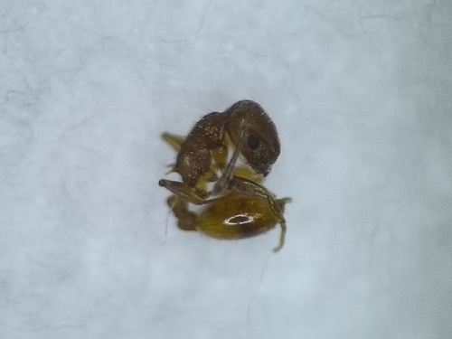 Temnothorax turcicus