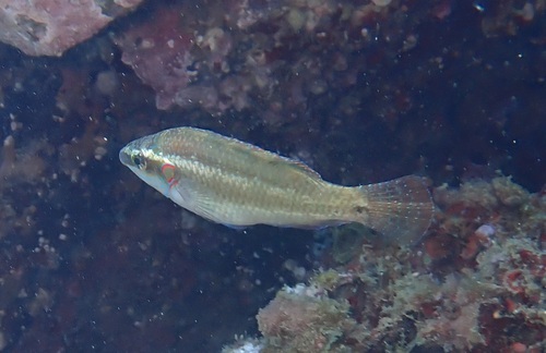 Symphodus ocellatus