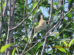 Acrocephalus dumetorum