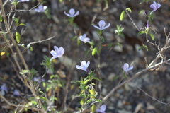 Carlowrightia neesiana