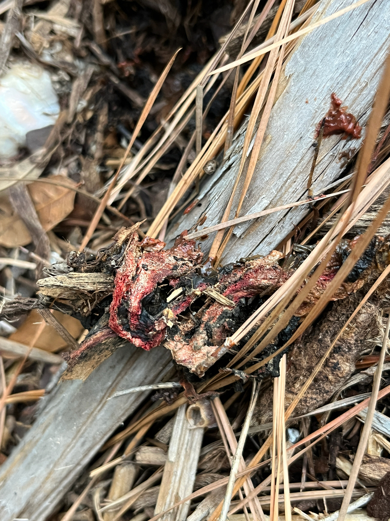 Clathrus columnatus · December 2025 · photo: © harrier (iNaturalist, cc-by)