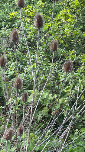 wild teasel