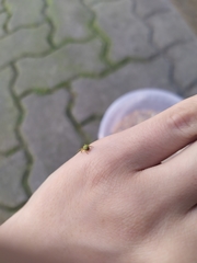 Araniella