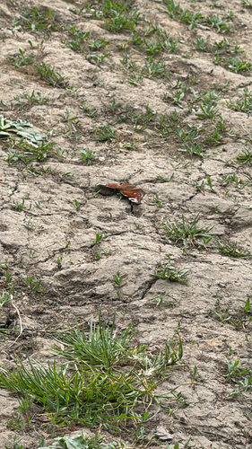 European Peacock Butterfly