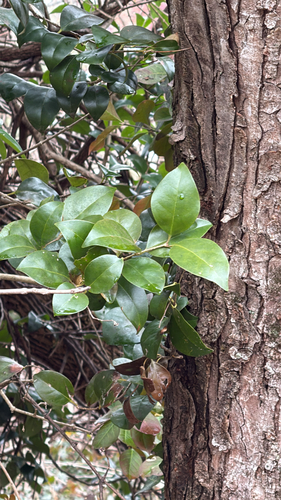 Ligustrum japonicum iNat (2)
