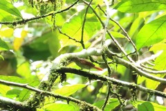 Cranioleuca gutturata