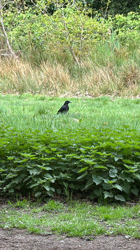 Carrion Crow