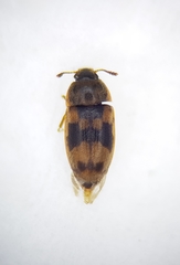 Litargus connexus