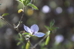 Carlowrightia neesiana