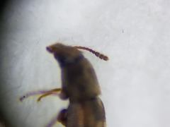 Litargus connexus