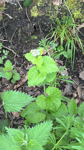 garlic mustard