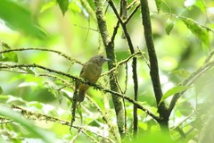 Thamnomanes ardesiacus