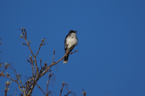 Eastern Kingbird observed by owen330