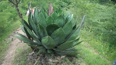 Agave cupreata