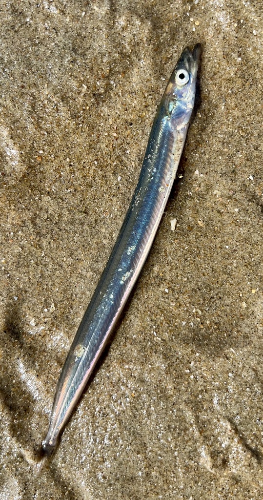 Raitt's sandeel (Ammodytes marinus) — Ammodytidae