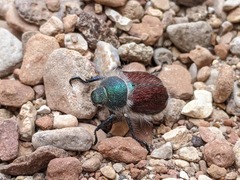Paracotalpa