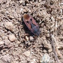 Rhyparochromus
