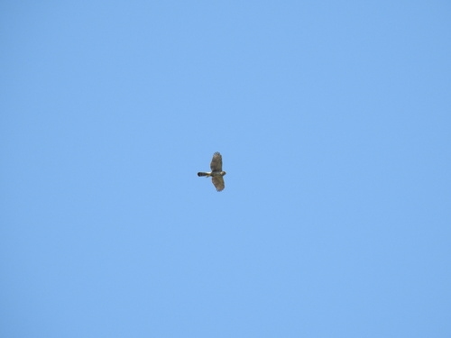 Cooper's Hawk observed by lauralovesbirds