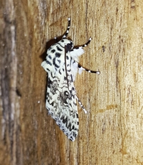 Lichnoptera