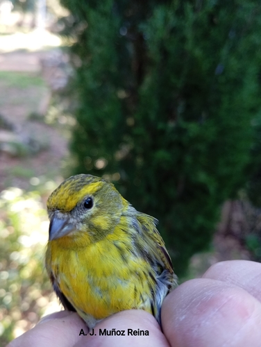 Avistamiento Serinus serinus