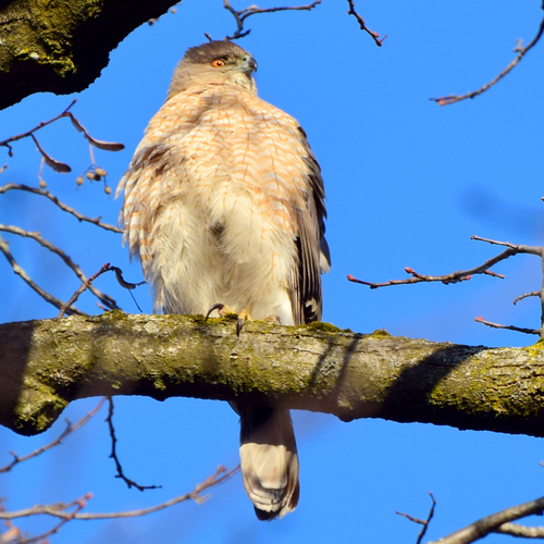 Épervier de Cooper observed by bedmar1958