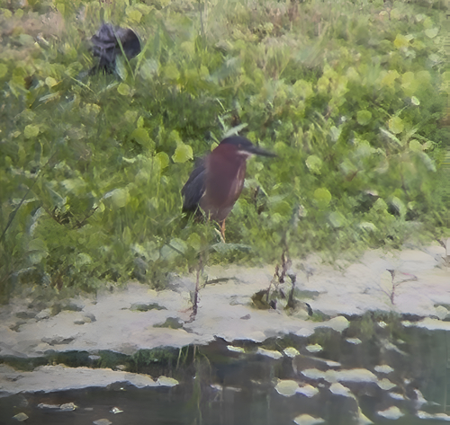 Green Heron observed by azaryah