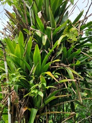 Aechmea smithiorum, photograph (c) Wolfgang Ahlmer, some rights reserved (CC BY)