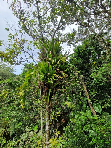 Aechmea smithiorum, photograph 3