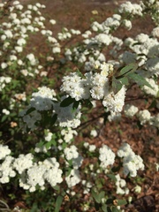 Spiraea prunifolia