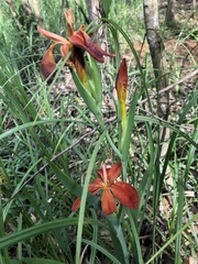 Iris fulva